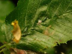 Aceria tenella