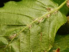 Aceria tenella