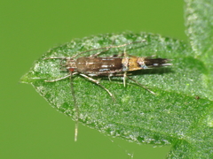 Cosmopterix pulchrimella