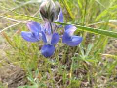 Lupinus nanus
