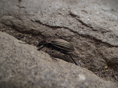 Carabus melancholicus costatus