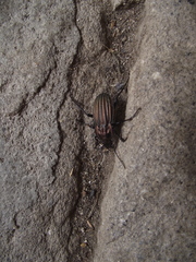 Carabus melancholicus costatus