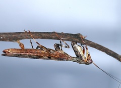Raptrix occidentalis