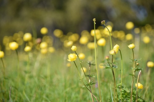 Trollius europaeus