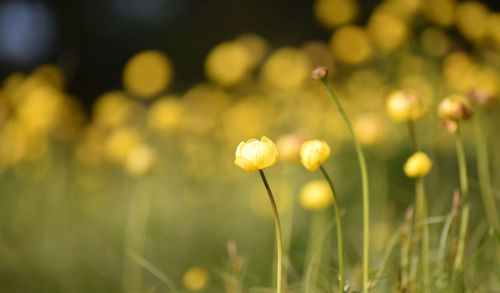 Trollius europaeus