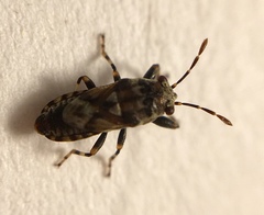 Phlegyas abbreviatus