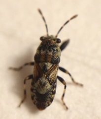 Phlegyas abbreviatus