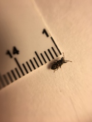 Phlegyas abbreviatus