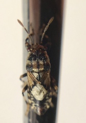 Phlegyas abbreviatus