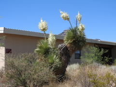 Yucca rostrata
