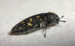 Acmaeodera tubulus
