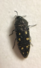 Acmaeodera tubulus
