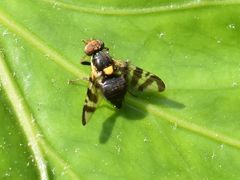 Rhagoletis cerasi