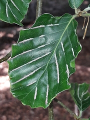 Aceria nervisequa