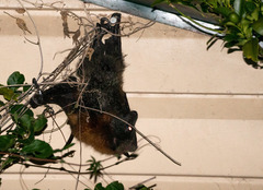 Pteropus poliocephalus