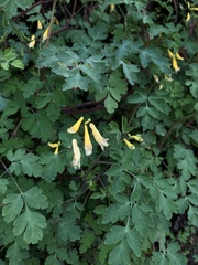 Corydalis heterocarpa