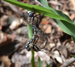 Rhionaeschna californica