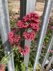 Centranthus ruber