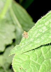 Ceutorhynchini