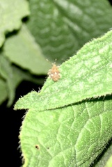 Ceutorhynchini