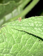 Ceutorhynchini