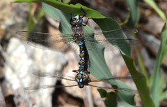Rhionaeschna californica