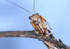 Raptrix occidentalis