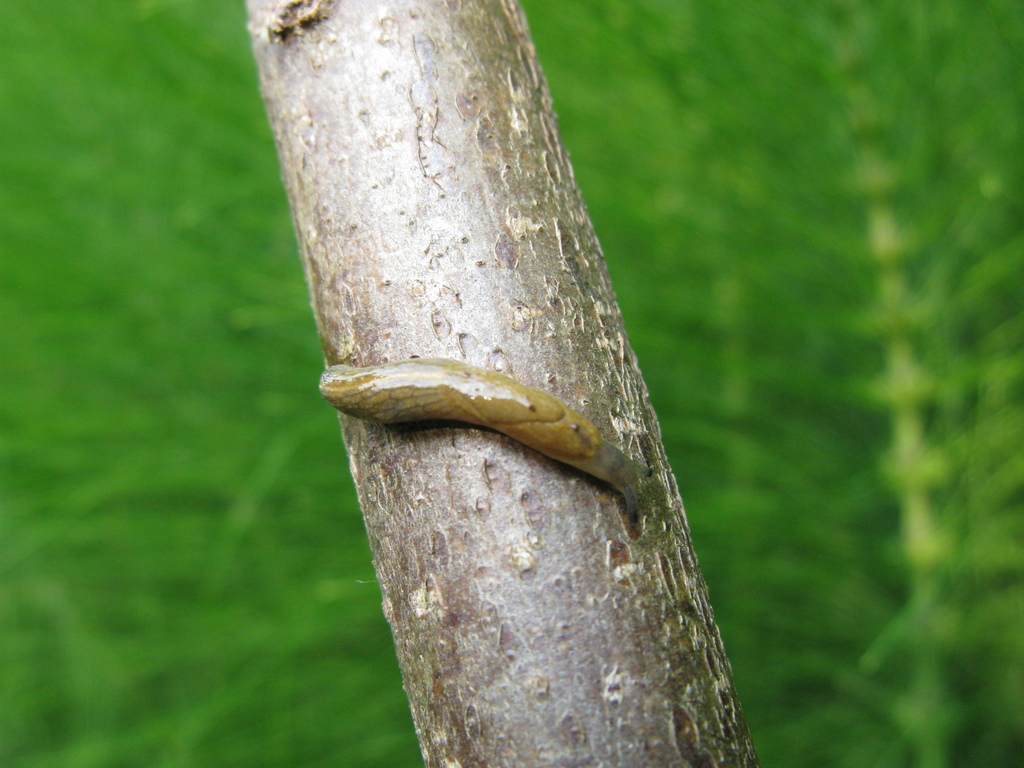 Crimean Keeled Slug
