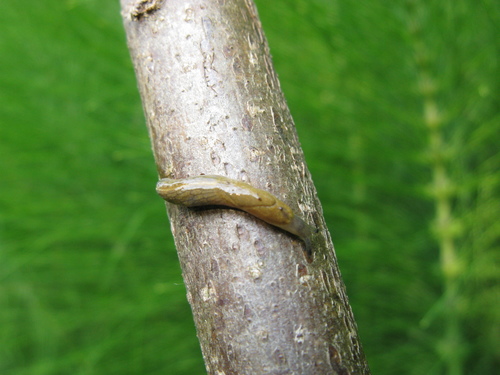 Tandonia cristata