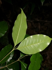 Olea paniculata
