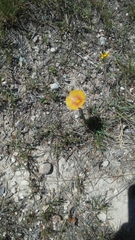 Linoideae