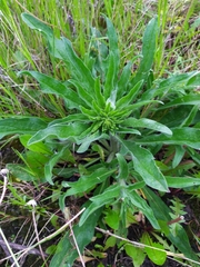 Echium vulgare