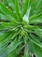 Echium vulgare