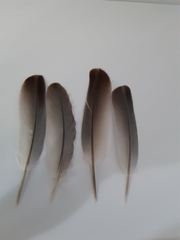 Streptopelia decaocto
