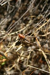 Bucephaloptera bucephala