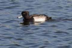 Aythya fuligula