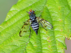 Otites