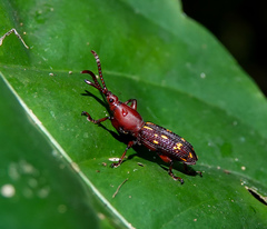 Arrhenodini