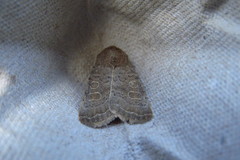 Hoplodrina octogenaria