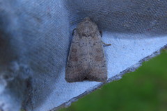 Hoplodrina octogenaria