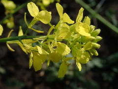 Rhamphospermum arvense