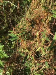 Cuscuta epithymum