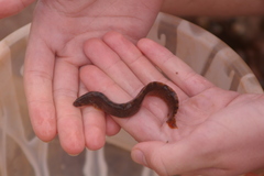 Pholis gunnellus