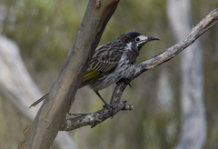 Purnella albifrons