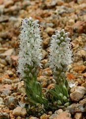 Orostachys thyrsiflora