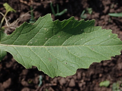 Rhamphospermum arvense