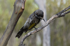 Purnella albifrons