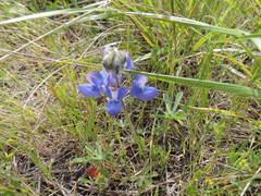 Lupinus nanus