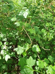 Ribes alpinum