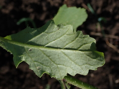 Rhamphospermum arvense
